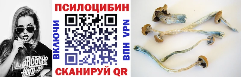 Псилоцибиновые грибы Psilocybe  Устюжна 